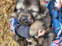 Sarplaninac / Do Khyi Mix Welpen