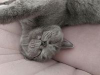 BKH weiblich sucht neue Haus