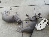 2  Korat-Katzen, Stammbaum