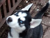 Siberian Huskywelpen