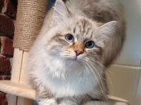 Neva-Masquarade mit exzellente Stammbaum vgl. Ragdoll, Heilige Birma