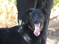 Liebenswerter Bruno sucht Dich zum Kuscheln