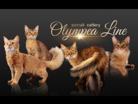 Olympea line