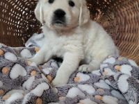 Golden Retriever Welpen mit Ahnentafel