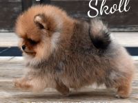 Pomeranian welpen