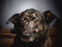 Kotangens, ruhige, unauffällige, scheue Hundedame, 7 Jahre alt, kastriert, 46 cm