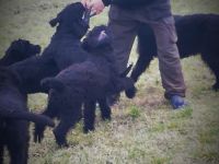 Welpen aus Riesenschnauzer Zucht