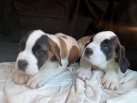 kleinen Bernhardiner-Alpinisten