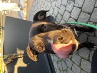 Toller Rüde in liebevolle Hände abzugeben