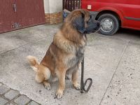 Leonberger Deckrüde (Kein Verkauf)
