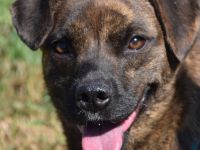 Lulu, unsichere Hündin entscheidet bei Artgenossen nach Symphatie, 40 cm, 3 Jahre alt, kastriert