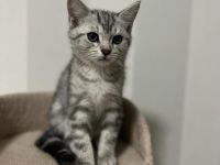 Bengal, BKH Mix Kitten