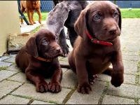 Weimaraner x Labradorwelpen ( Labmaraner)