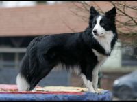 Bieten unseren reinrassigen Charmanten Chap zu Decken an (kein verkauf)