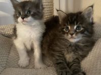 Wunderschöne Maine Coon Kitten aus alter Linie