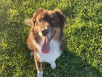 Webo - Deckrüde - kein Verkauf