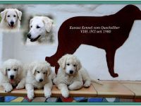 Kuvasz; ungarische Hirtenhunde;VDH/FCI - Züchter; Wurfplanung Frühling 2023!