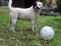 liebe,kastrierte Gina, geb.22.03.2018, ca.50 cm, lebt im Außenzwinger in Rumänien im Tierheim. Wir s