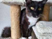 Reinrassige Maine Coon Kitten mit Staumbaum