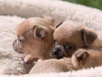 Chihuahua Welpen Wien AT