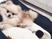 POMERANIAN Mini Hündin 1.2 kg