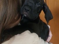 Bordeaux Dogge - Deutsche Dogge