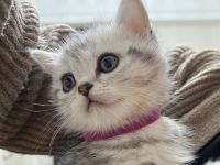 Babykitten zu verkaufen