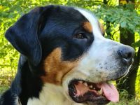 Grosser Schweizer Sennenhund zuchttauglicher Deckrüde mit Papieren