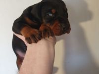 Dobermann welpen