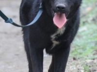 Verschmuste Kaya sucht ihre Familie