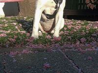 Old Englisch Bulldog