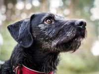 Charly, Terrier-Schnauzer-Mix, geb. 2016, sportlicher Begleiter, braucht souveräne Führung