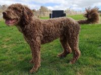 Deckrüde, Spanischer Wasserhund - Perro de Agua Español