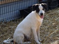 lieber,kastrierter Ilie lebt im Außenzwinger ohne Hundehütte in Rumänien;wir suchen ein Heim für ihn