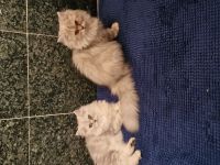 2 süße Persermix Kätzchen suchen ein neues Zuhause