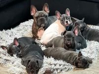 Französische Bulldogge, Welpen