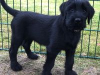 12 Wochen alte Riesenschnauzer Hündin zu verkaufen