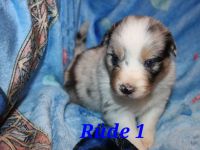 Australian shepherd Welpen