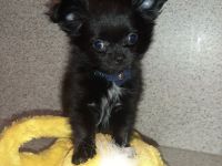 Chihuahua Welpen,  Vereinszucht,  ein echter Hingucker