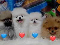 Reinrassige Pomeranian Spitz BOO Typ