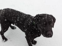 Deckrüde Hunter vom Husshof