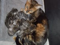 Wunderschöne Bengal Kitten abzugeben