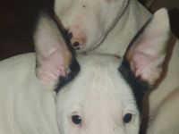 Bullihelden dürfen ausziehen! Reinrassige Miniatur Bullterrier Welpen € 2.250,- Festpreis