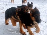 Schäferhunde Welpen