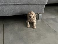 Wir züchten Goldendoodles in traumhaften Farben