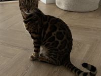 Bengal Kitte
