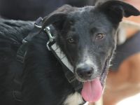 Karlie sucht sein Ticket ins Glück