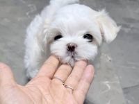 Bildschöne REINRASSIGE MINI MALTESER PÜPPCHEN