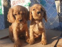 Cocker Spaniel Welpe