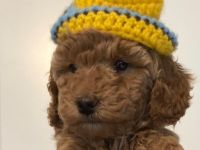 Zwergpudel Welpen mit DPK ev/VDH/FCI Ahnentafel